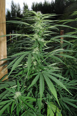 ananas funk outdoor 2022