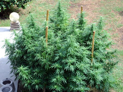 ananas funk outdoor 2022