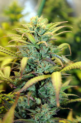 strawberry lemonade de Barneys farm