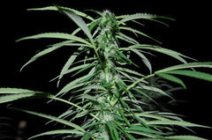 ananas funk outdoor 2022
