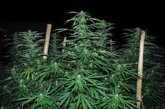 ananas funk outdoor 2022