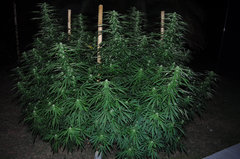 ananas funk outdoor 2022
