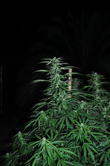 ananas funk outdoor 2022