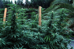 ananas funk outdoor 2022