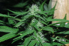 ananas funk outdoor 2022
