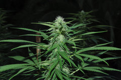 ananas funk outdoor 2022