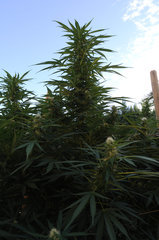 ananas funk outdoor 2022