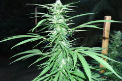 ananas funk outdoor 2022