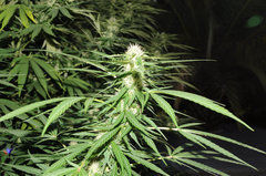 ananas funk outdoor 2022