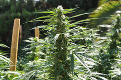 ananas funk outdoor 2022