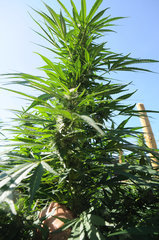 ananas funk outdoor 2022