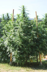 ananas funk outdoor 2022