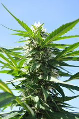 ananas funk outdoor 2022
