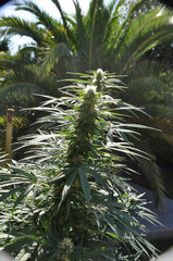 ananas funk outdoor 2022