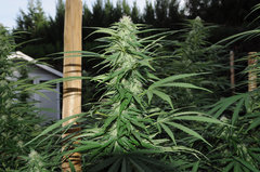 ananas funk outdoor 2022