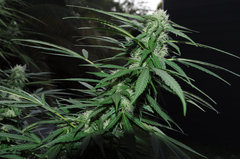 ananas funk outdoor 2022