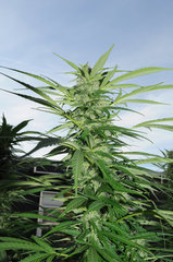 ananas funk outdoor 2022