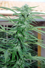 ananas funk outdoor 2022