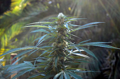 ananas funk outdoor 2022