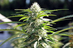 ananas funk outdoor 2022