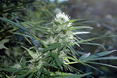 ananas funk outdoor 2022