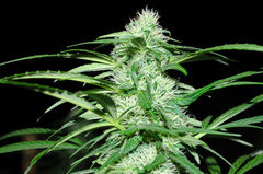ananas funk outdoor 2022