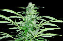ananas funk outdoor 2022
