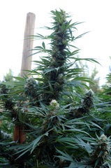 ananas funk outdoor 2022