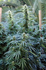 ananas funk outdoor 2022