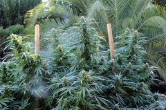 ananas funk outdoor 2022