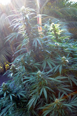 ananas funk outdoor 2022