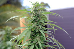 ananas funk outdoor 2022