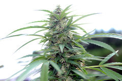 ananas funk outdoor 2022