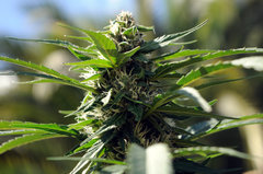 ananas funk outdoor 2022