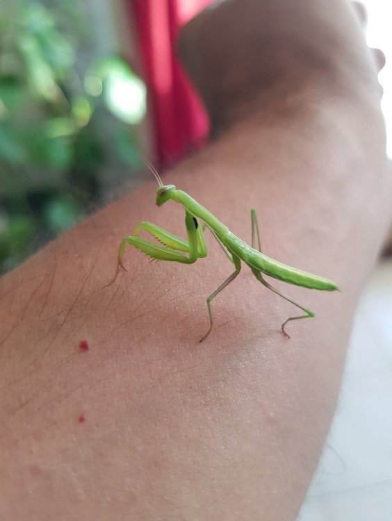 Petite mante verte 3.jpg