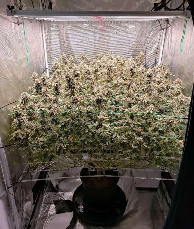 flower day 61.jpg