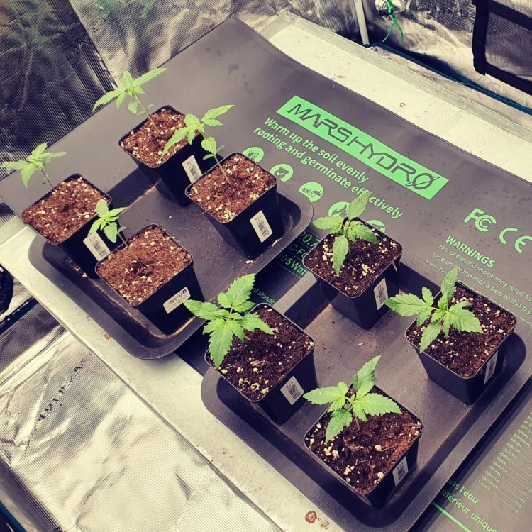 48x20.75heatmat-ins@cannabeast40_Moving the little ones today, while i clean and pack up the old one,in a week's time they will get final transplant.jpg