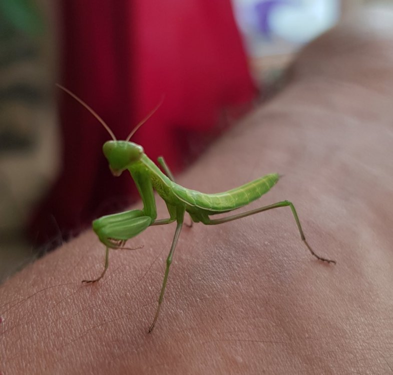 Petite mante verte 2.jpg
