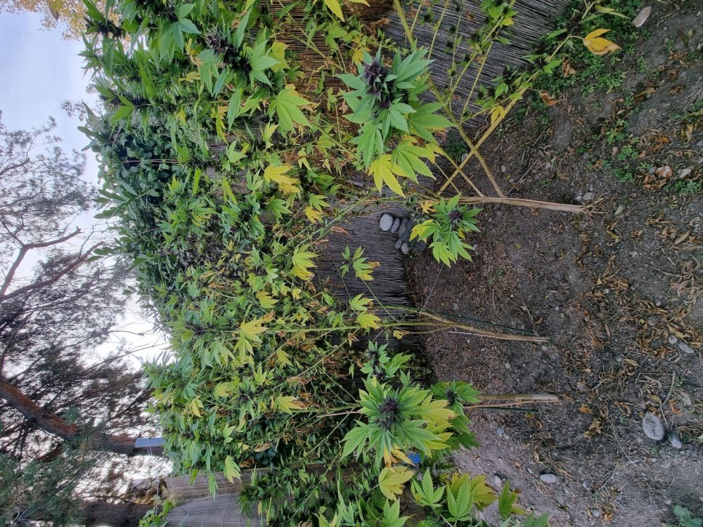 20221019_162632.thumb.jpg.94ed3f8479f7d9ab47b02872b83e1e2c.jpg