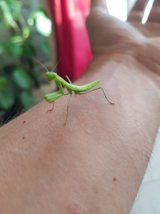 Petite mante verte .jpg