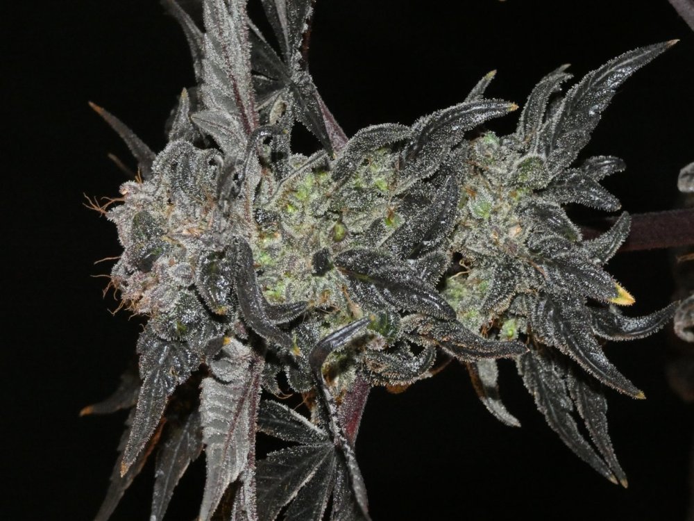 Hindu Kush Black Pheno (1).JPG