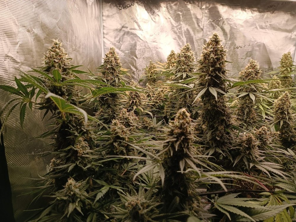 6042104_grow-journal-by-bublebuddutch-passioncritical-orange-punch.jpg