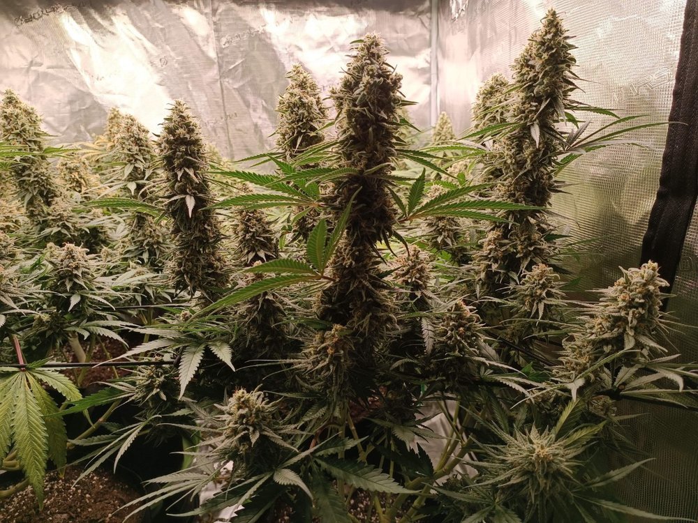 6042105_grow-journal-by-bublebuddutch-passioncritical-orange-punch.jpg