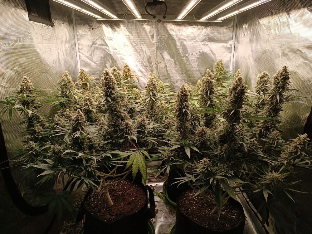 6042106_grow-journal-by-bublebuddutch-passioncritical-orange-punch (1).jpg