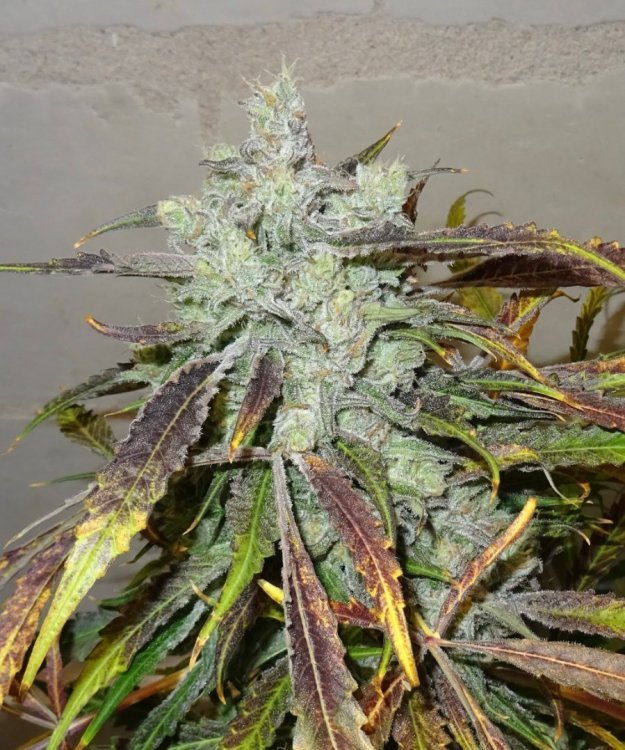 DSC00490.thumb.JPG.197bf485929ca19efc73dd3c7cd6126d.JPG