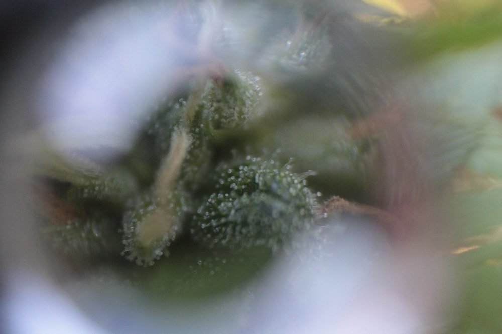 LB_6417.thumb.JPG.531b2e5ce7972ed9bb79b76543350da3.JPG