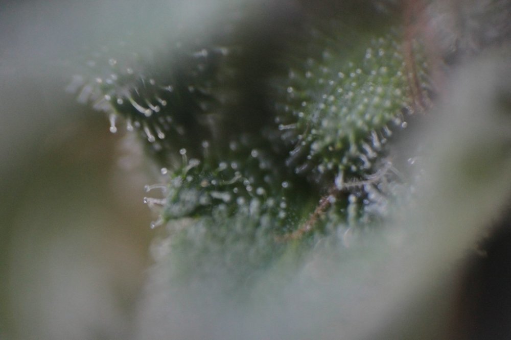 NL_6416.thumb.JPG.52e3dafbafcb44e7e3ae49b1f381022d.JPG
