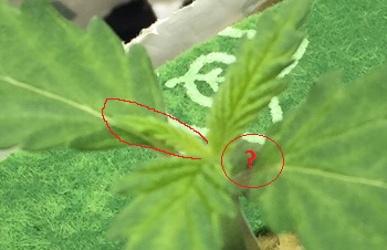 image.png.1ecd7c64a09b44ec4a43172ad86cc9c2.png