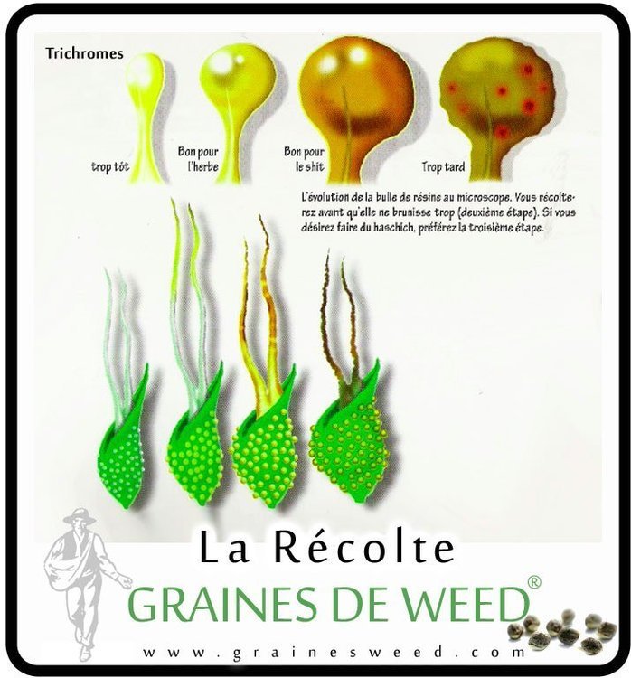 recolte-de-cannabis.thumb.jpg.d589e8cfeb3138c83f33f60e0bce83a3.jpg