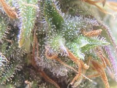 0F14105E-2054-4624-B59C-24FC3C873E58.jpeg